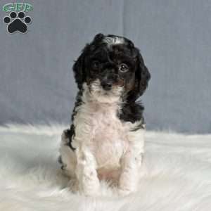 Norbert, Cavapoo Puppy